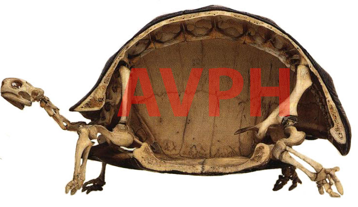 Anatomia - Tartarugas AVPH