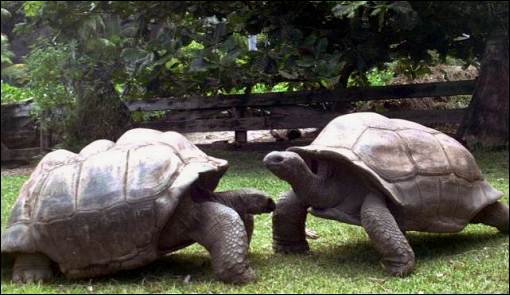 World Turtles é um construtor de colônias nas costas de uma tartaruga  gigante - tudoep