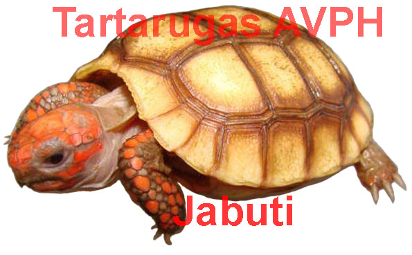 Jabuti - Tartarugas AVPH